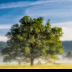 © Bill Currier PhotoID # 16061603: Oak Tree, Cades Cove