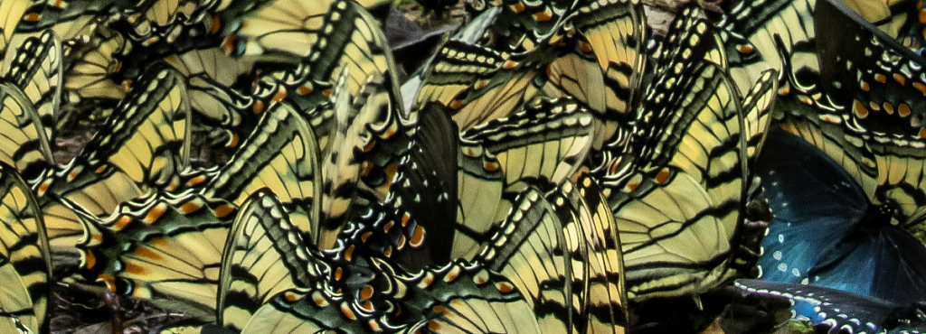 Butterfly Wings - ID: 16061604 © Bill Currier