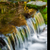 © Bill Currier PhotoID # 16061619: Fern Spring