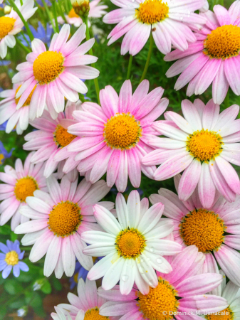 ~ ~ DAISIES ~ ~ 