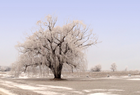 Cold Willow Tree