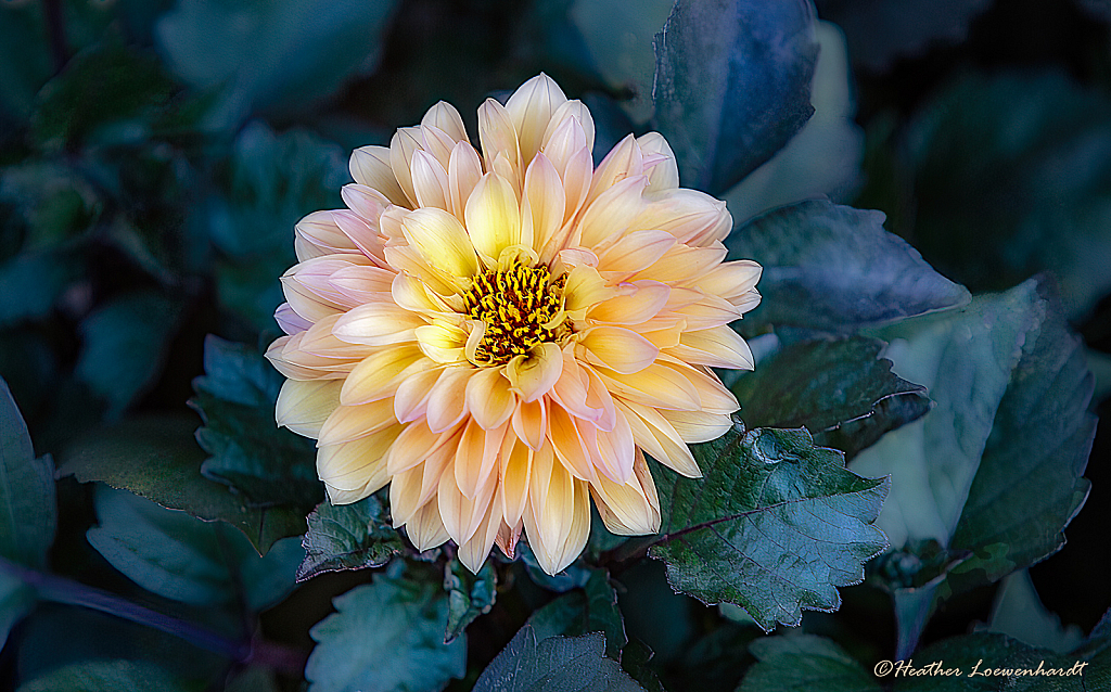 Dramatic Dahlia