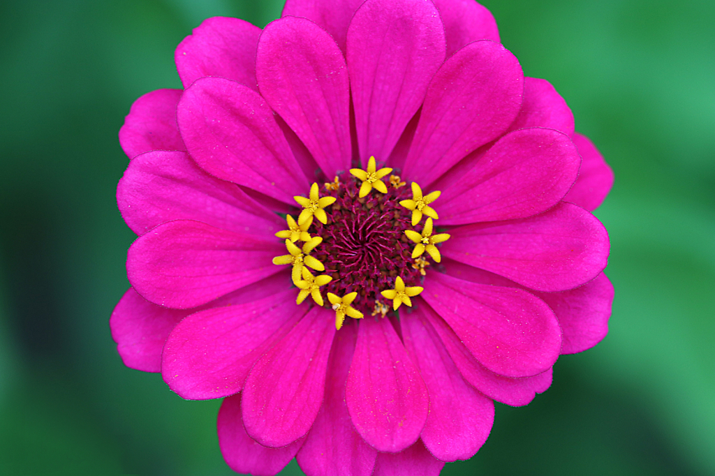 Pink Zinnia - ID: 16061932 © Lori A. Nevers
