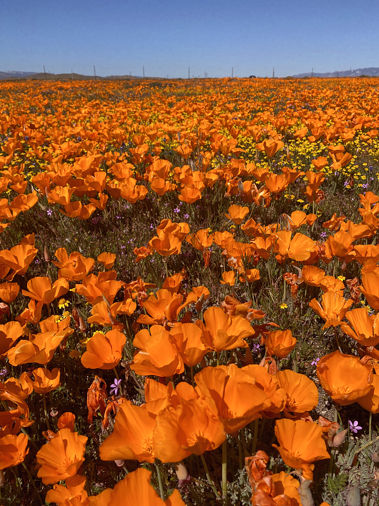 Carpet of poppies 