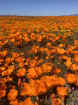 Carpet of poppies...