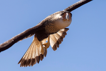 Crusted Caracara Falcon