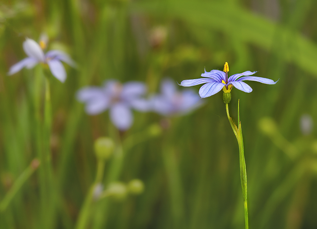 Wildflowers