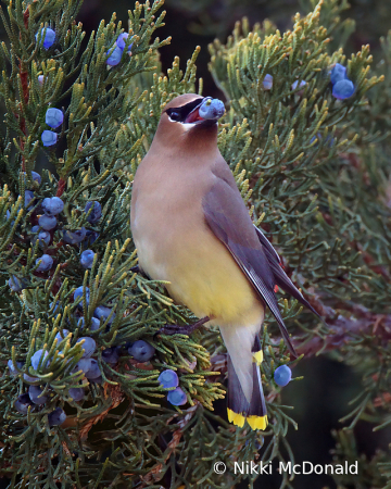 Cedar Waxwing with Berry