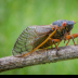 © Bill Currier PhotoID # 16062316: Cicada