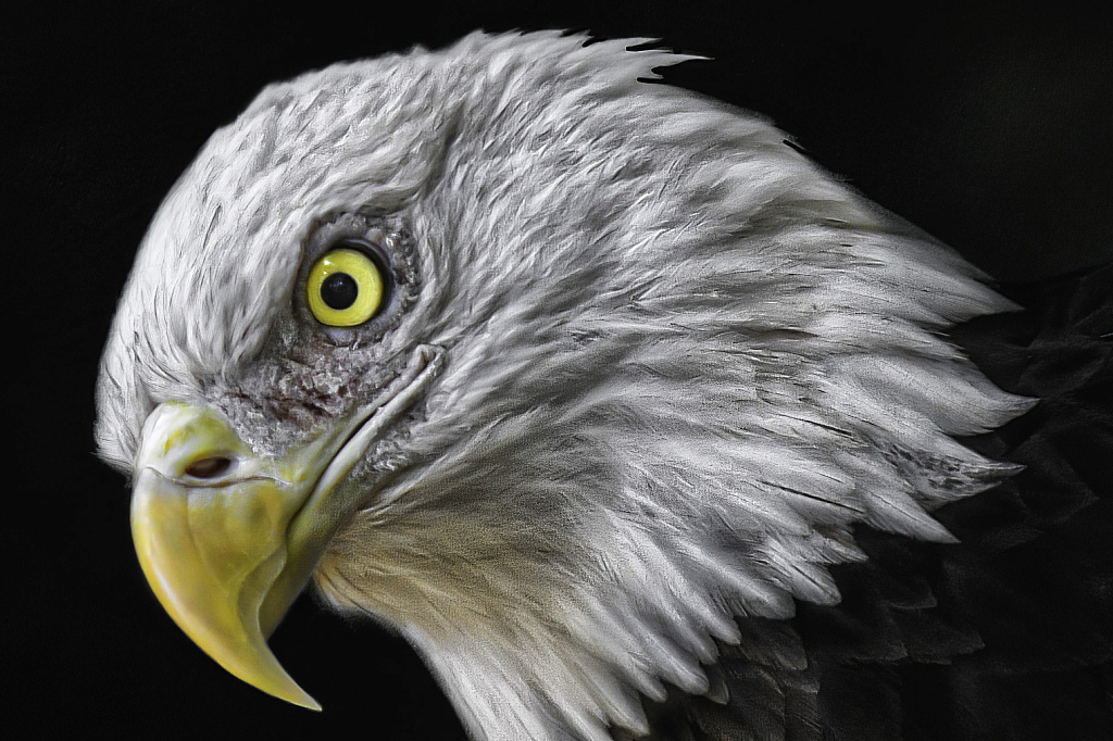 Eagle Eye - ID: 16062318 © Bill Currier
