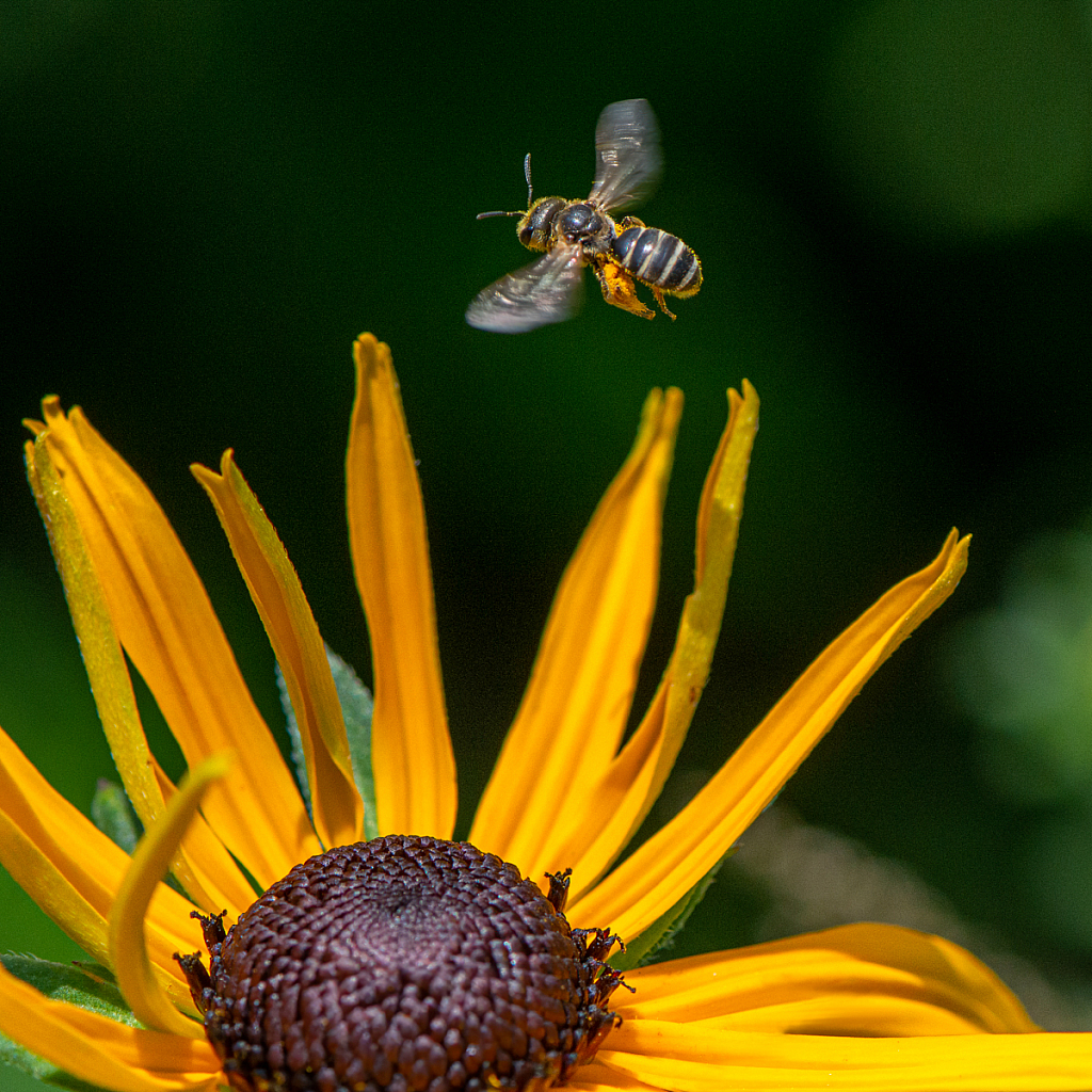 Bee and Blackeyed Susan - ID: 16062321 © Bill Currier