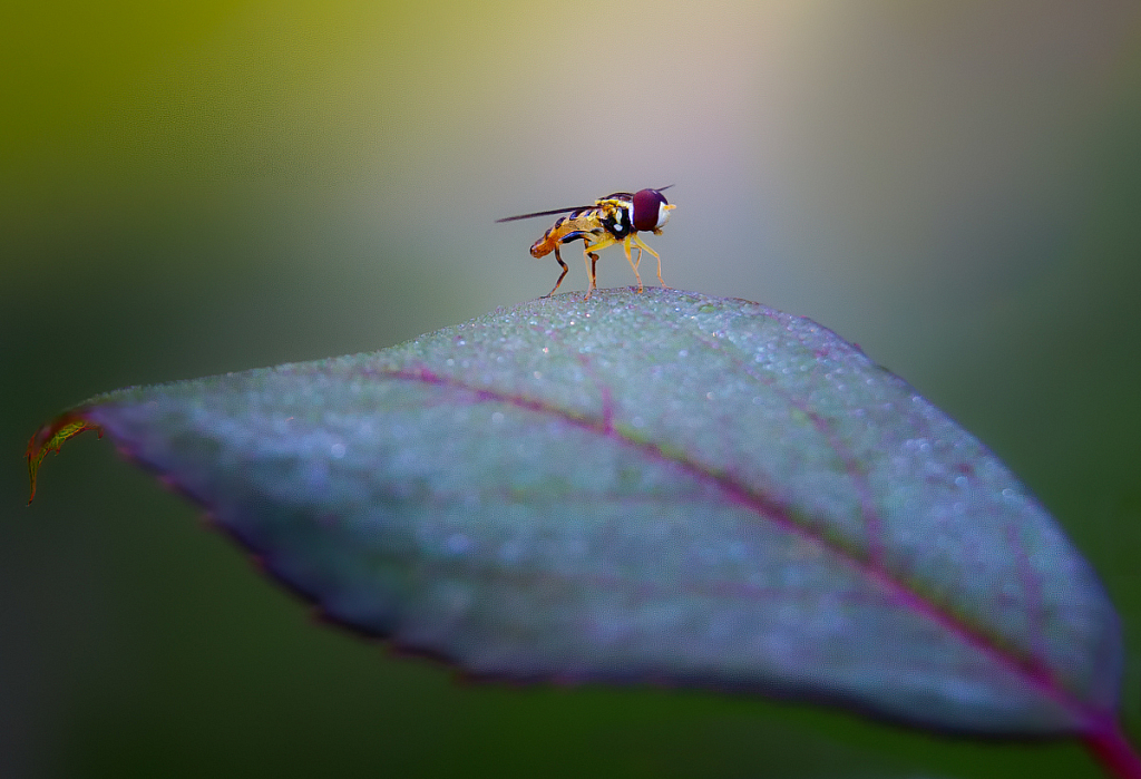 Hover Fly - ID: 16062322 © Bill Currier
