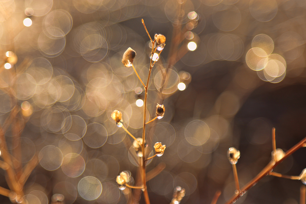 Rain bokeh