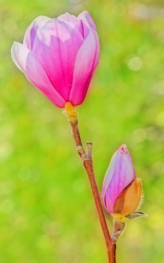 A nice Magnolia flower.