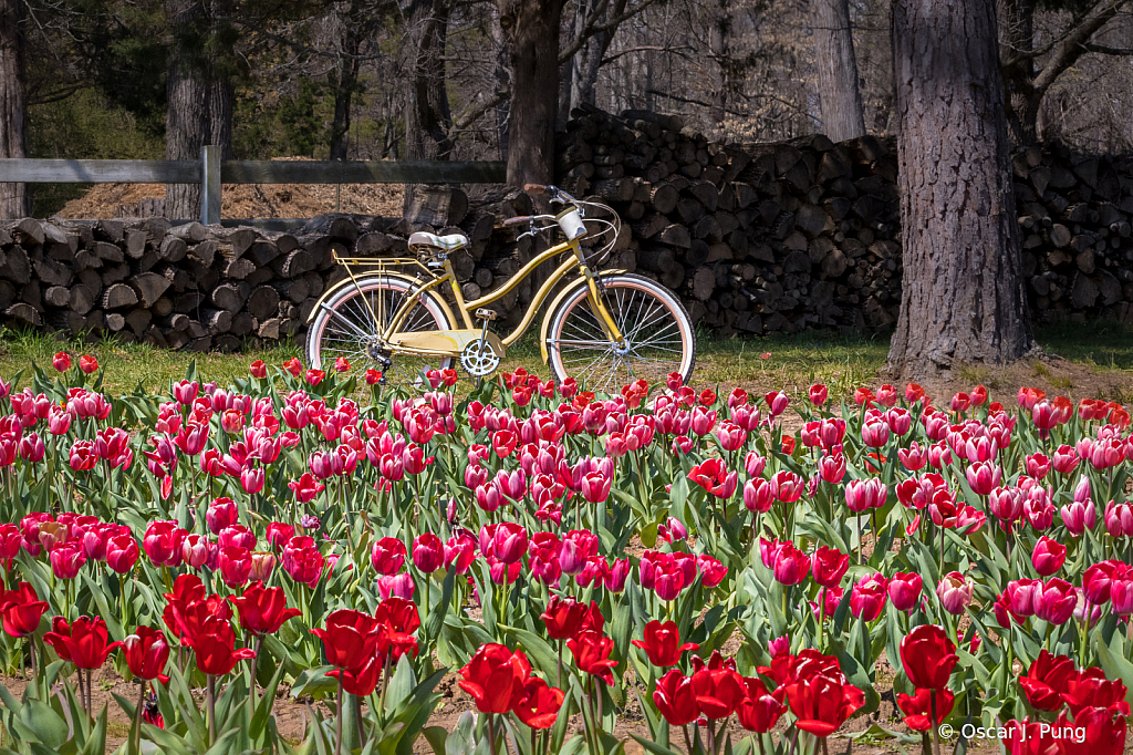 At the Tulip Farm