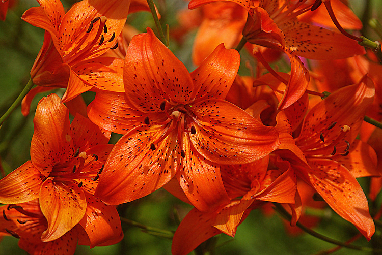 A Bunch of Fiery Lilies