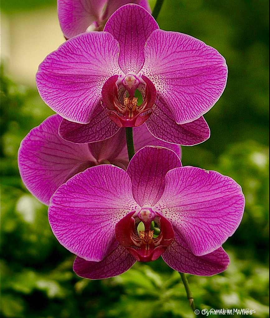 Orchids