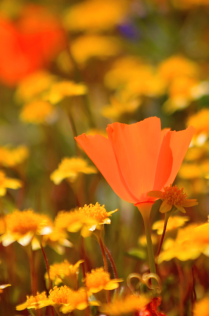 Super Bloom