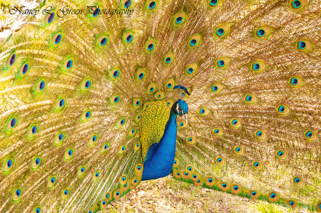 Peacock Pride