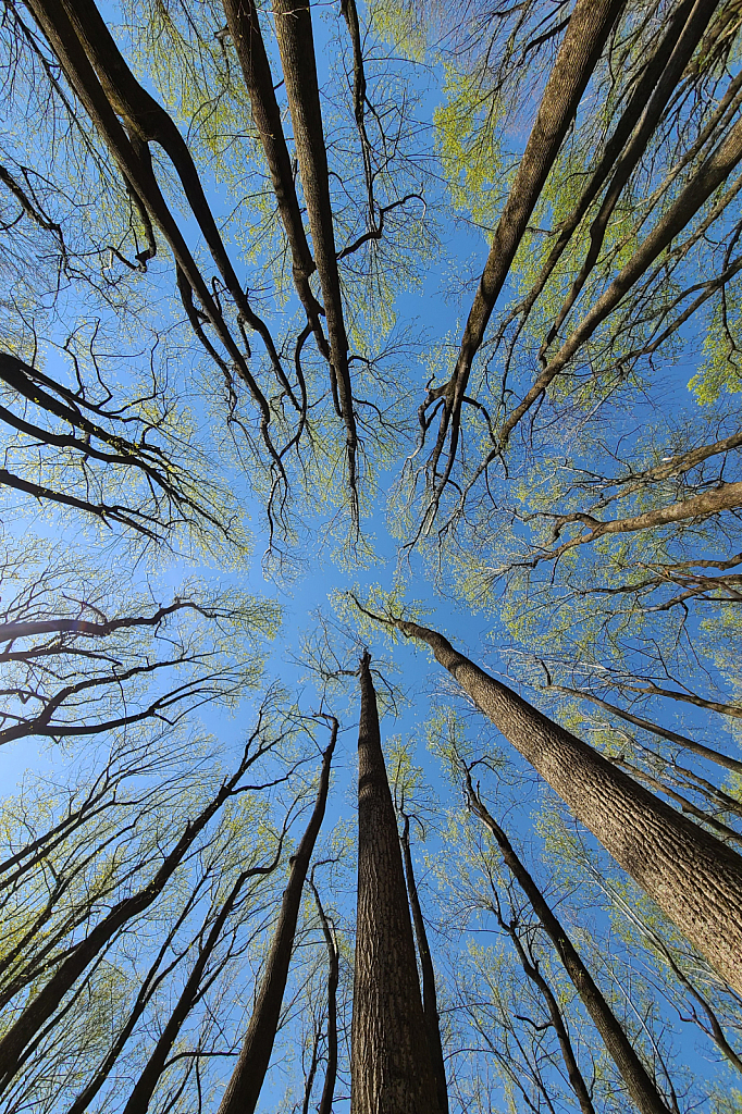 Spring Trees