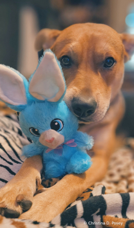 Apollo and his bunny