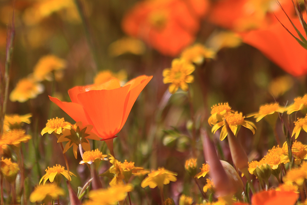 Poppy Peaks