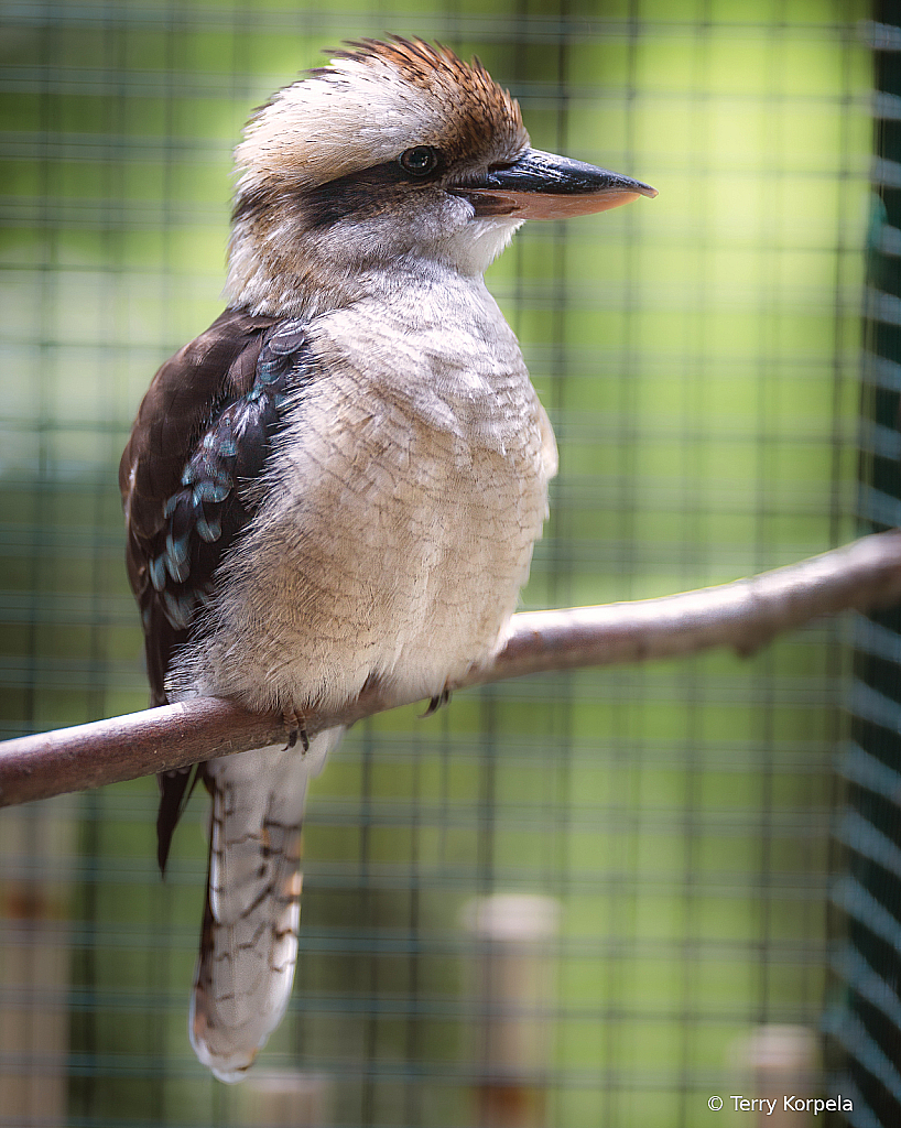 Kookaburra - ID: 16062604 © Terry Korpela