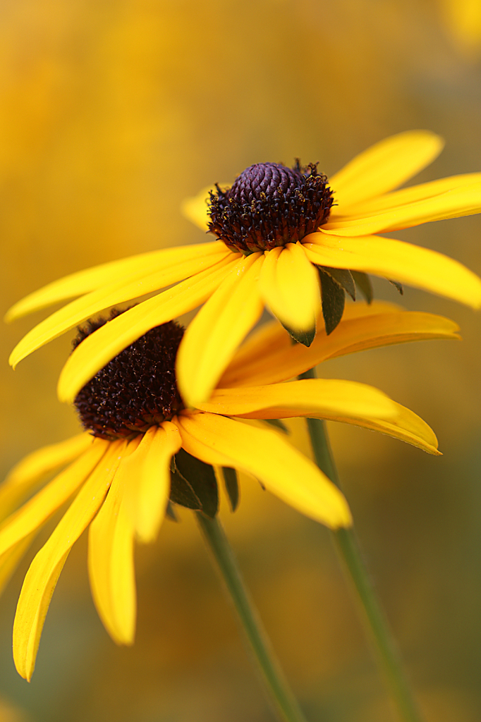 Black Eyed Susan - ID: 16062654 © Lori A. Nevers