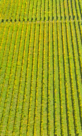 Vineyard Lines.