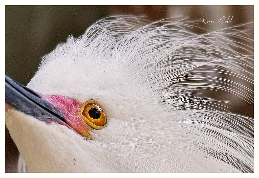 Egret