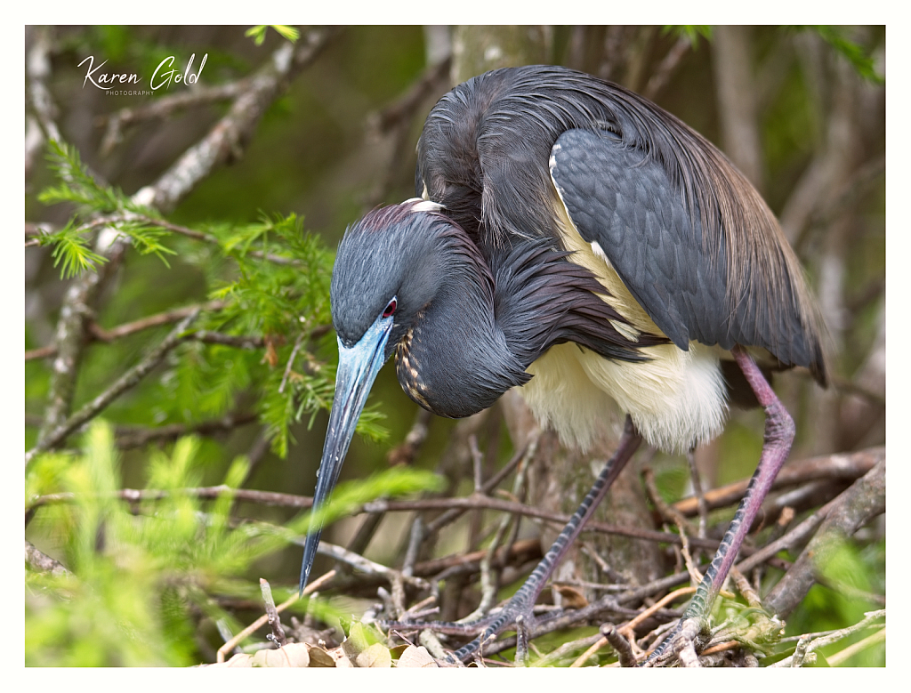 Tri-Colour Heron - ID: 16063194 © Karen E. Gold