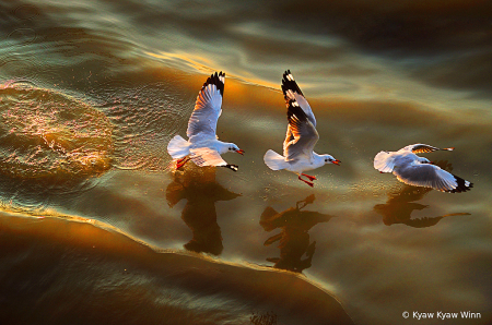 Seagulls