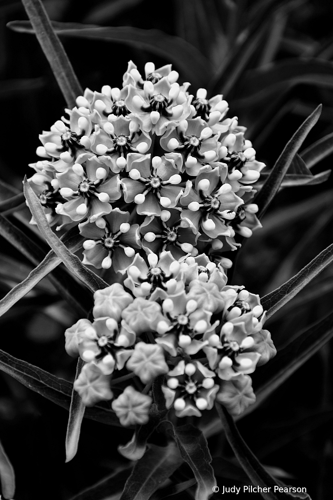 the milkweed.....