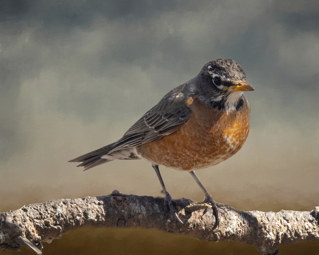 Robin Red Breast