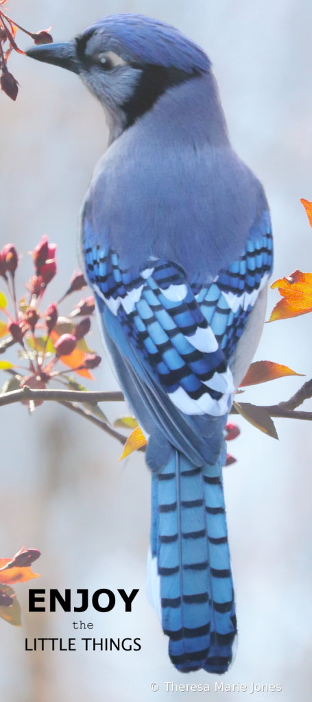 Bluejay