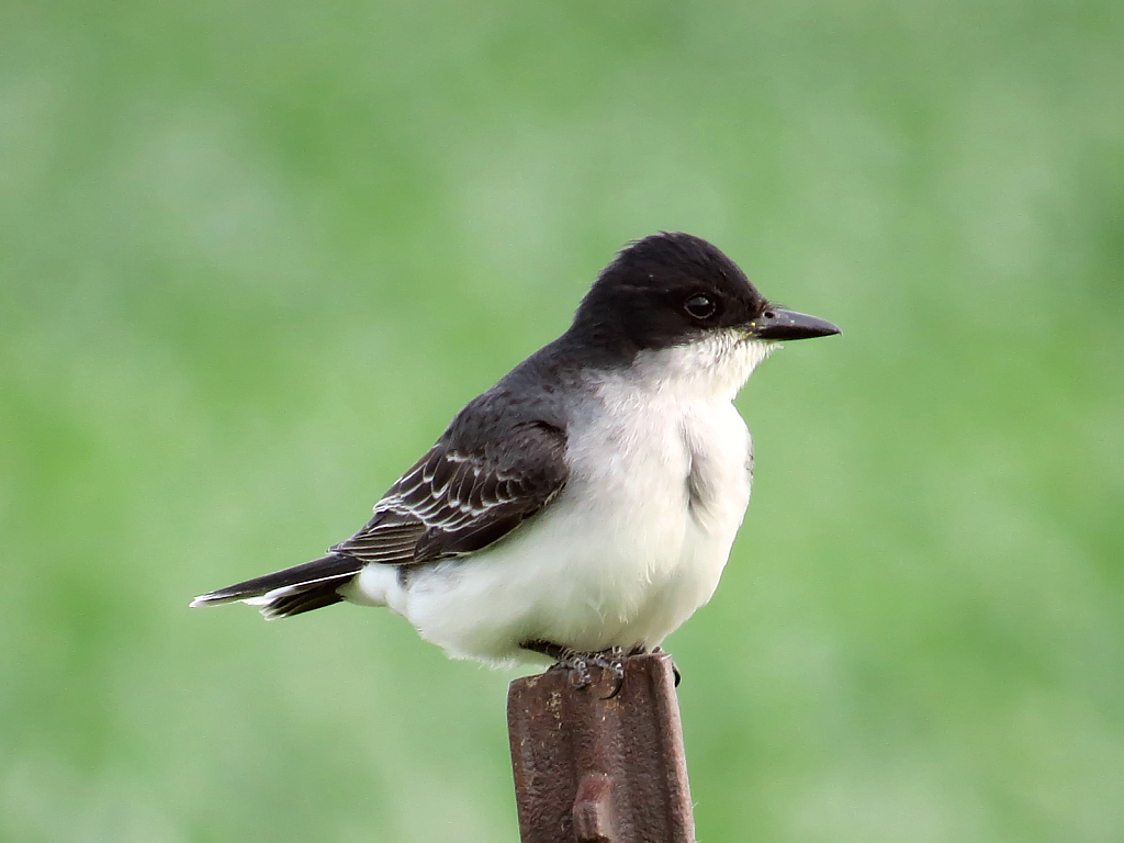 Sitting On A Fence Post