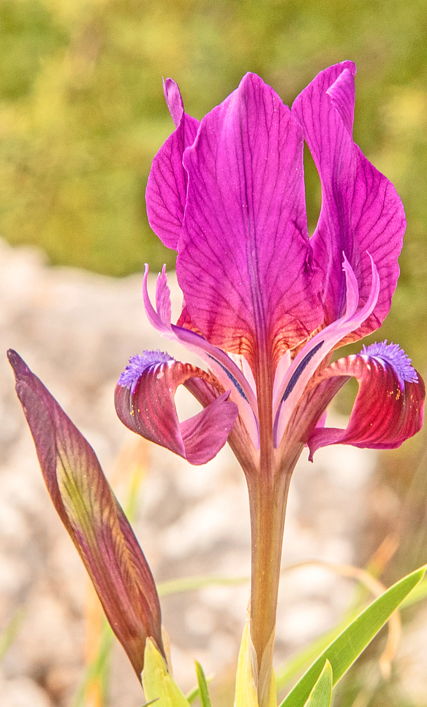 Field Iris.