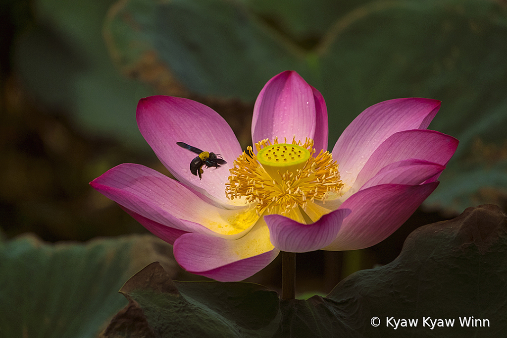 Lotus Flower