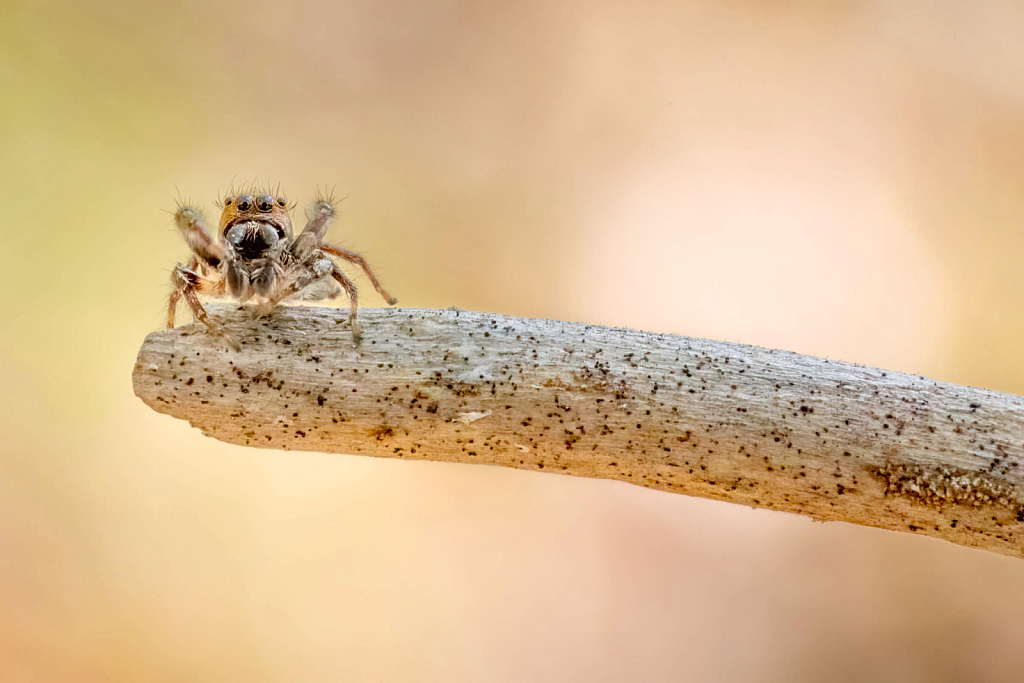 Jumping Spider