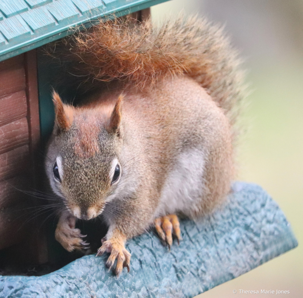Little Squirrel - ID: 16063379 © Theresa Marie Jones