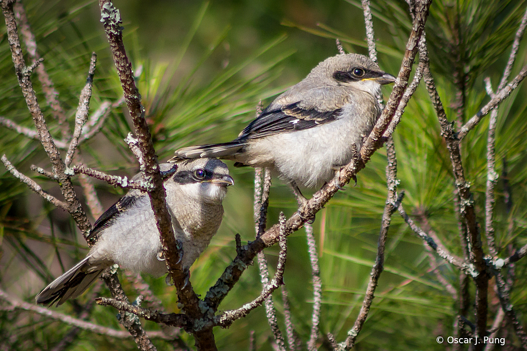 Just Fledged