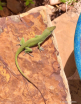 Backyard Wildlife...