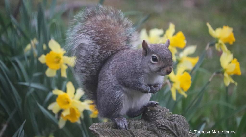 Squirrel with Daffodils - ID: 16063694 © Theresa Marie Jones