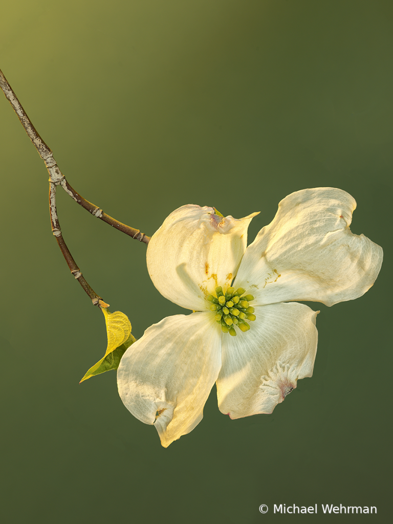 Sunset Dogwood - ID: 16063915 © Michael Wehrman