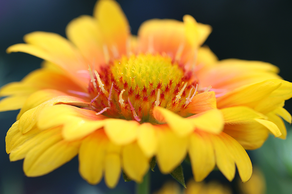 Blanket Flower - ID: 16063919 © Lori A. Nevers