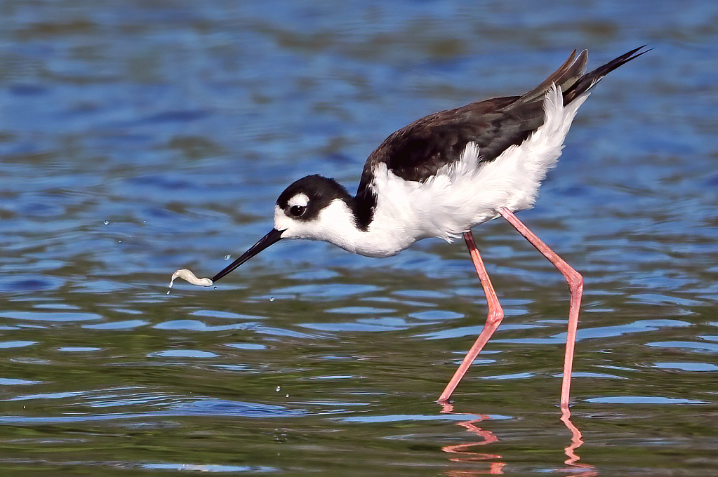 Stilts Eat This?