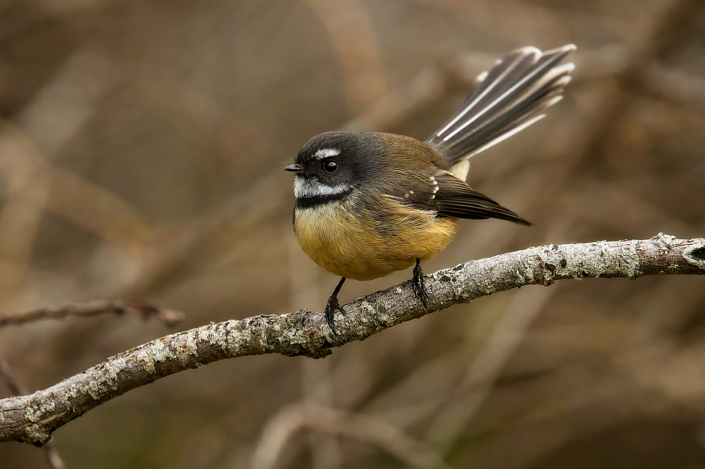 New Zealand Fantail