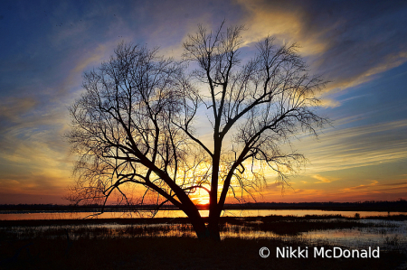 Sunset Tree