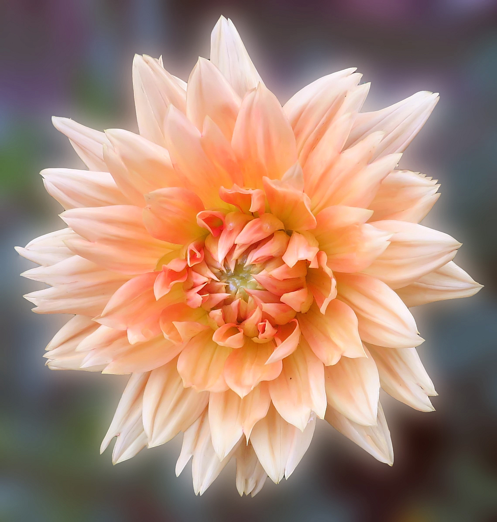 Dahlia Beauty