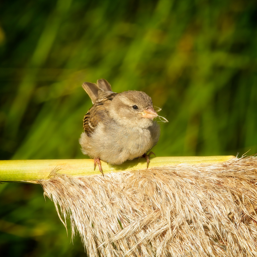 Baby sparrow